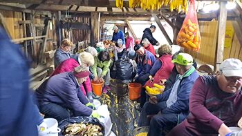 Tradicija na Erčevi žagi: Kljub dežju koruza hitro pod streho