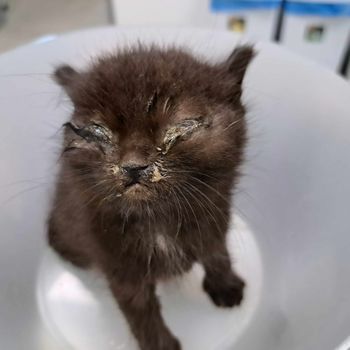 POMEN STERILIZACIJE IN KASTRACIJE MAČK IN PSOV 