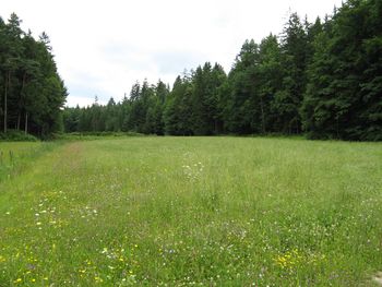 Naj cvetijo rože za čebele, naravo in skupno prihodnost