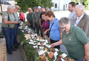 Na razstavi 227 vrst gob