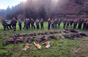 Uspešen ulov: 20 divjih prašičev in 3 lisice