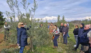 Strokoven prikaz rezi in vzgoje oljk specialistk za oljkarstvo Foto: Radovan Silič