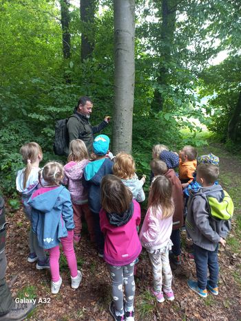 Obrazi gozda Obrazi gozda