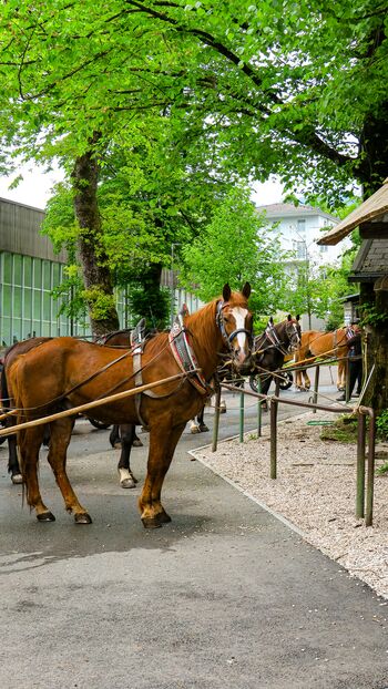 Odgovori zainteresirani javnosti na temo fijakerskih konj