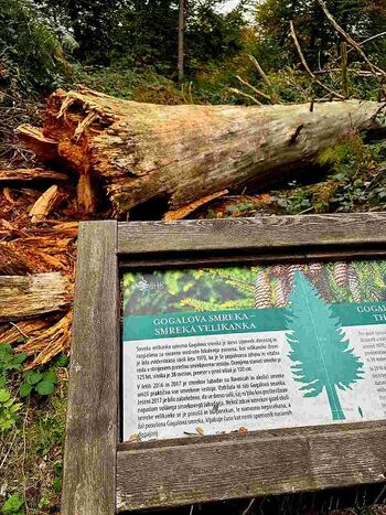 Gogalova smreka – smreka velikanka je padla