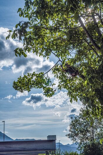 Obrezovanje obglavljenega oreha ob Mrakovi domačiji Obrezovanje obglavljenega oreha ob Mrakovi domačiji