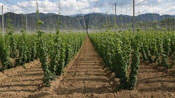 Ocenjevanje škode na kmetijskih pridelkih zaradi posledic suše 2025 (hmelj in oljne buče)