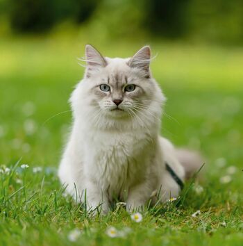 Javni poziv za sterilizacijo in kastracijo mačk v Občini Horjul v letu 2026