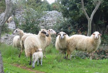 VABILO NA STROKOVNO DELAVNICO VABILO NA STROKOVNO DELAVNICO