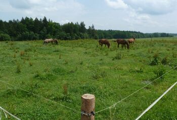 VABILO NA STROKOVNO DELAVNICO - PAŠNIKI VABILO NA STROKOVNO DELAVNICO - PAŠNIKI