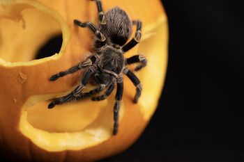 Čarovniške dogodivščine v ZOO Ljubljana