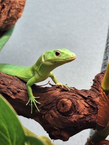 Čudežne zverinice se poslavljajo