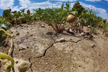 Podaljšan rok za ocenjevanje škode v kmetijstvu zaradi posledic suše v letu 2017