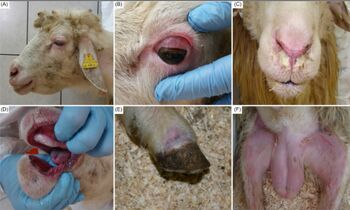 Bolezen modrikastega jezika pustoši po drobnici