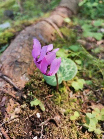 Gozdna vijolična kraljica Gozdna vijolična kraljica