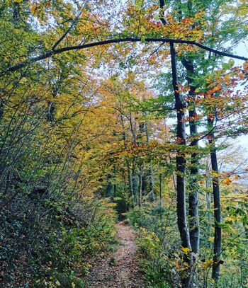 Domišljija ne pozna meja ali pomen ustvarjalnih dejavnosti 