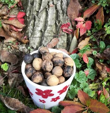 Živila za pamet, vitamine in kulinarično eksperimentiranje Živila za pamet, vitamine in kulinarično eksperimentiranje