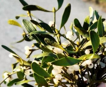 Od zelene prinašalke ljubezni do zimskega okrasja Od zelene prinašalke ljubezni do zimskega okrasja