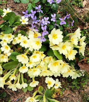 Spomladanski zeliščni kotiček 