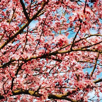 Od Zemlje, knjig in avtorskih pravic pa vse do kresov 