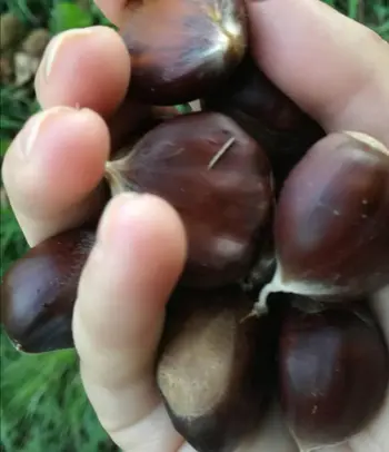 Jesenski zakladi gozda in njihova uporaba