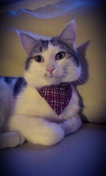 Iščemo mucka Dikija