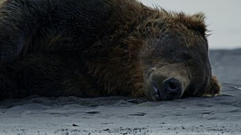 Predvajanje nagrajenega filma „Stari medved“ režiserke in urednice Julie Busse