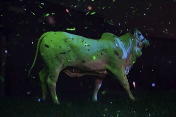 Voden ogled razstave Sveta krava z umetnico Arantes Carolina