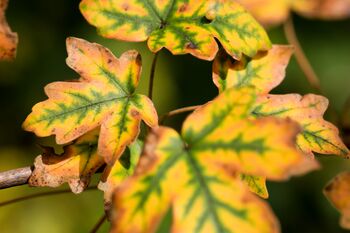 Pisana jesen v Triglavskem narodnem parku