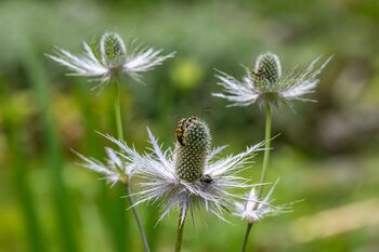 Vodenja “Botanični biseri Juliane” & delavnice “Cvetje iz papirja”