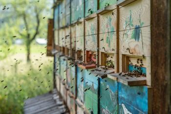 Rajža do Rožičevega čebeljnjaka