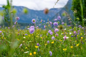 Z dr. Petrom Skobernetom ob Willomitzerjevi botanični poti in Bohinjskem jezeru