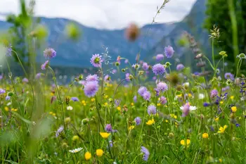 Z dr. Petrom Skobernetom ob Willomitzerjevi botanični poti in Bohinjskem jezeru