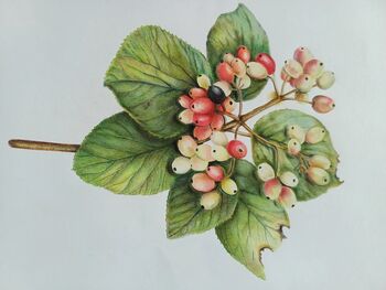 Otvoritev razstave botaničnega risanja v Bohinjski hiši in nastop pevskega zbora Triglavske rož'ce