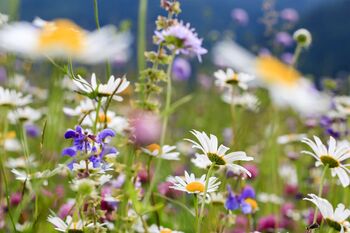 Izdelava semenskih bombic, delavnica z Vesno Cesar