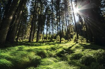 Vodenje po Pokljuki z Alenko Petrinjak (LAN)