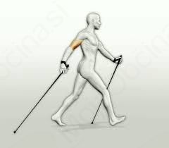 TEČAJ NORDIJSKE HOJE PO VRANSKIH POTEH   