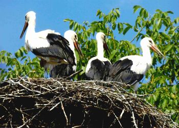 Franc Slak – varuh trebanjskih štorkelj