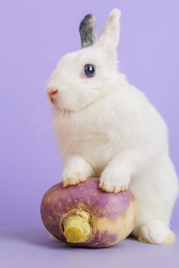 Ura pravljic v knjižnici: Iznajdljivi zajček