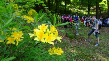 POHOD AZALEJA - VRHEK, TRŽIŠČE
