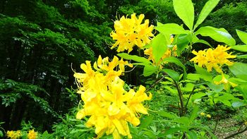 Pohod azaleja na Vrhek