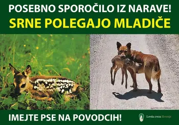 Previdno pri spomladanski košnji: rešimo mladiče!