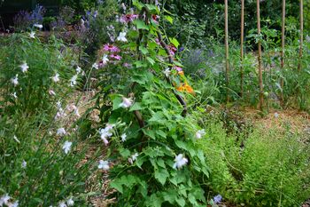 Knjižnica semen:  Kako kombiniramo zelenjadnice Za večji izkoristek prostora, obilnejše pridelke in zdrave rastline