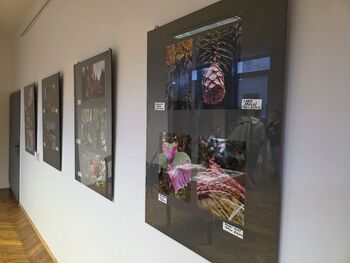 Fotografska razstava – Lokalno srce, globalno upanje Fotografska razstava – Lokalno srce, globalno upanje