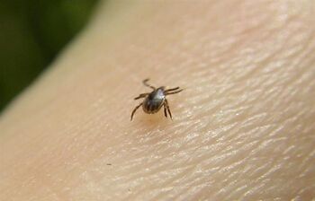 Zaščitite se pravočasno: Začetek cepljenja proti klopnemu meningoencefalitisu