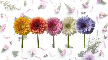 Delavnica izdelave gerber iz krep papirja s Sonjo Roblek