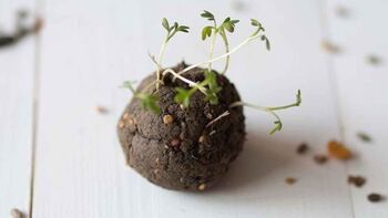 Knjižnica semen: Izdelava semenskih kroglic 