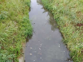 Pogin rib v Vrtojbici zaradi nizkega vodostaja