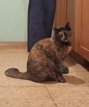 IŠČE SE MUCA ŽIŽOLA