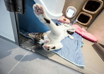 Dan odprtih vrat Zavetišča za zapuščene živali